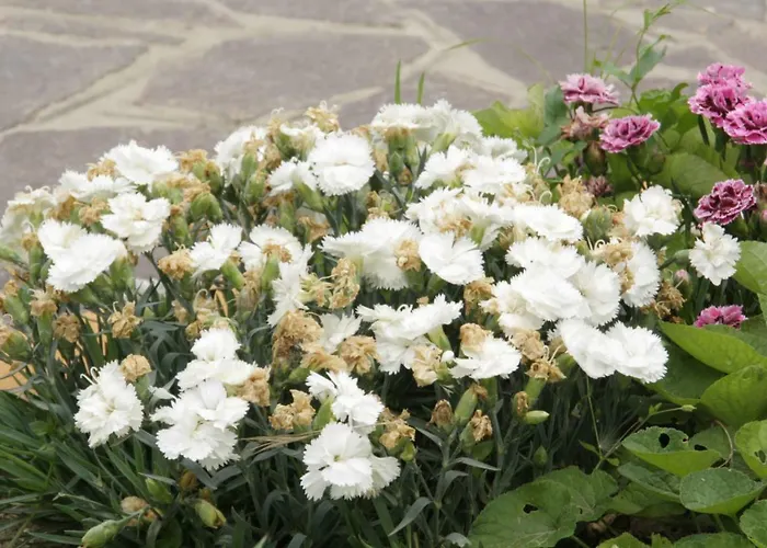 Affittacamere Peppe 3*